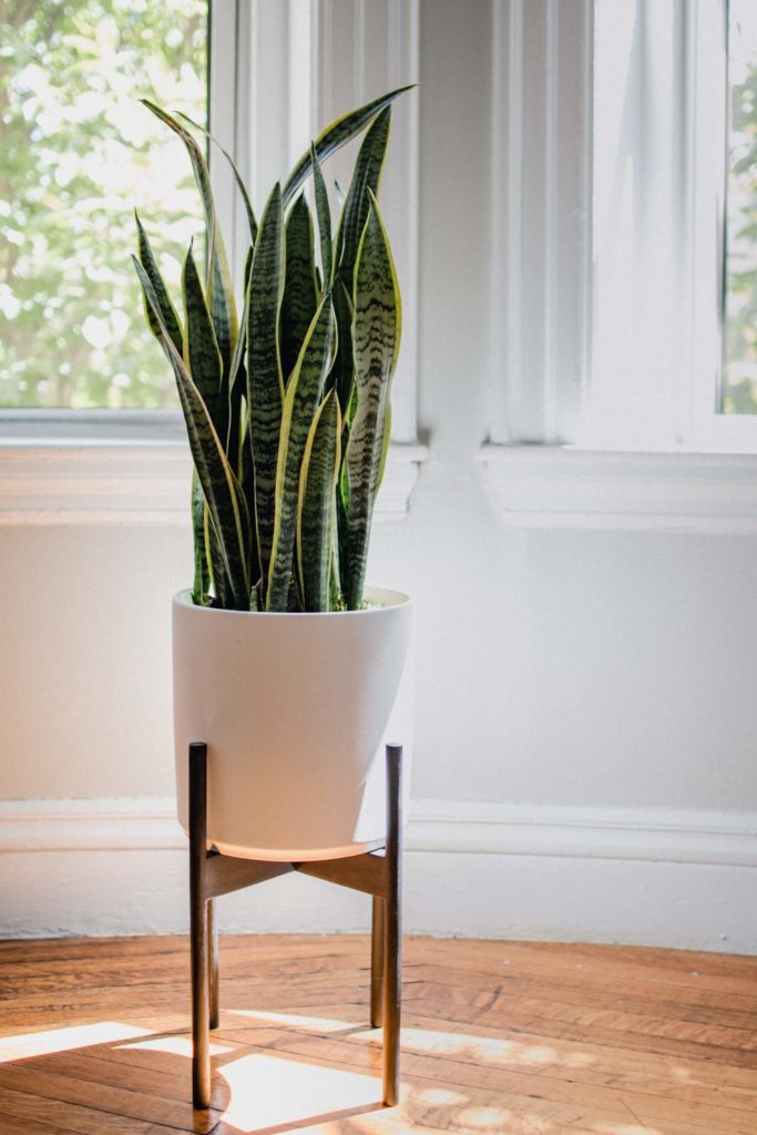 Dead plants are among the most important things to let go of in the living room. Make space for a new plant! 